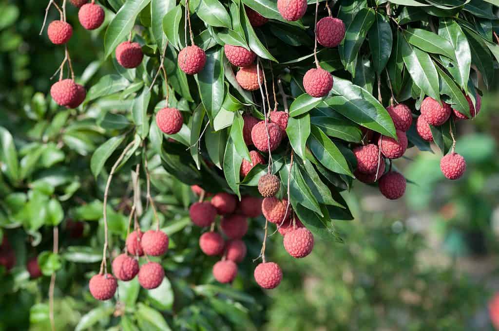 Frutos de lichi que crecen en los árboles