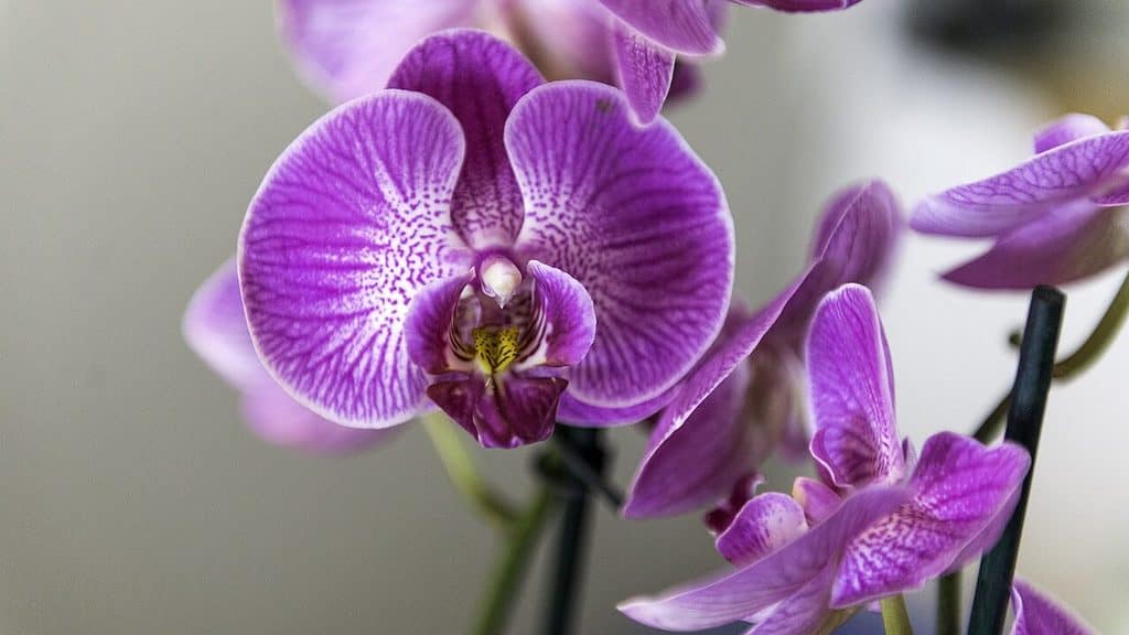 Shade Cloth 101The Ultimate Guide to Shade Cloth EyouAgro