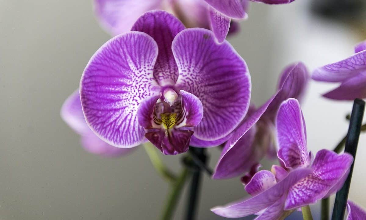 orquídea, flor, planta de interior-4068853.jpg