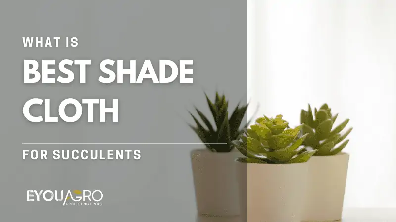 What is the Best Shade Cloth for Succulents?