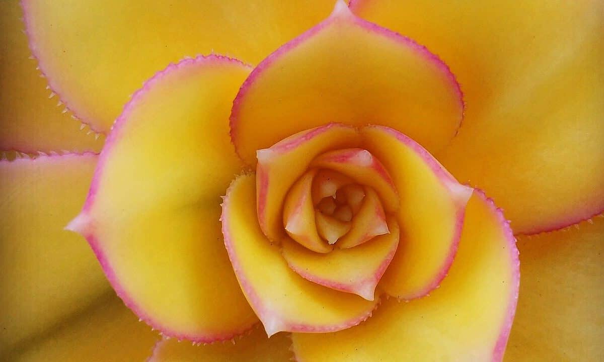 succulent, flora, yellow-1524299.jpg