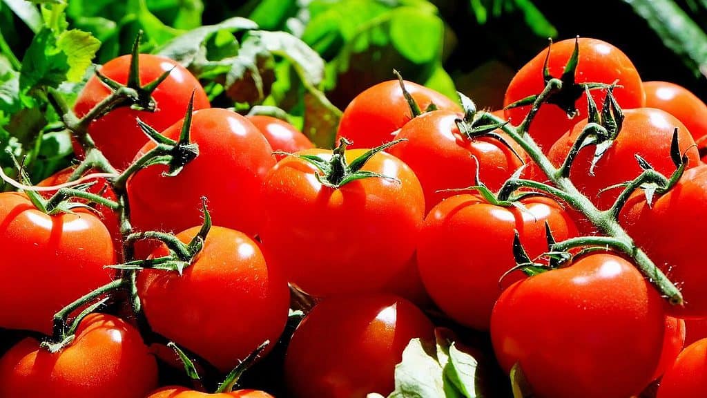 tomaten, fruit, voedsel-1280859.jpg