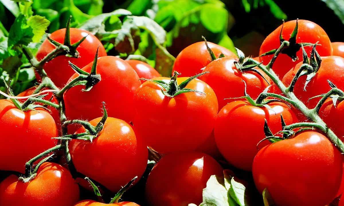 tomates,fruta,comida-1280859.jpg