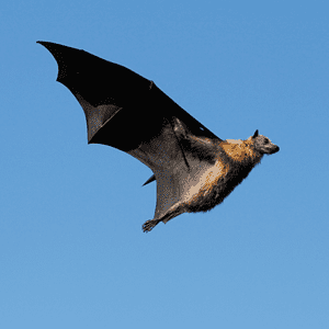 rede de exclusão de morcegos