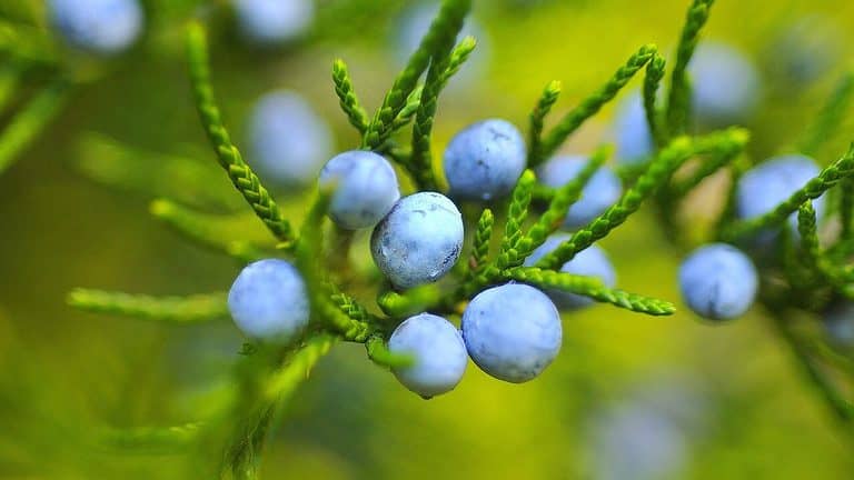 Blueberry Netting: Everything You Need To Know | EyouAgro