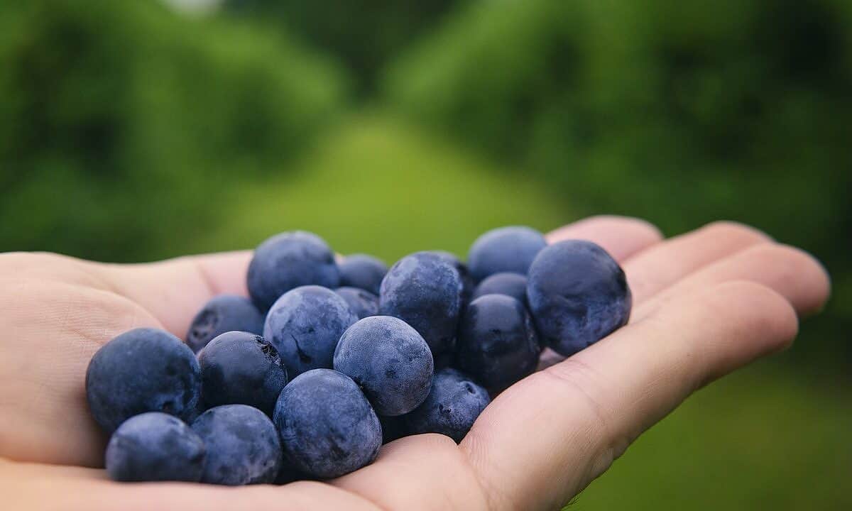 blueberries, fruits, farm-6352547.jpg