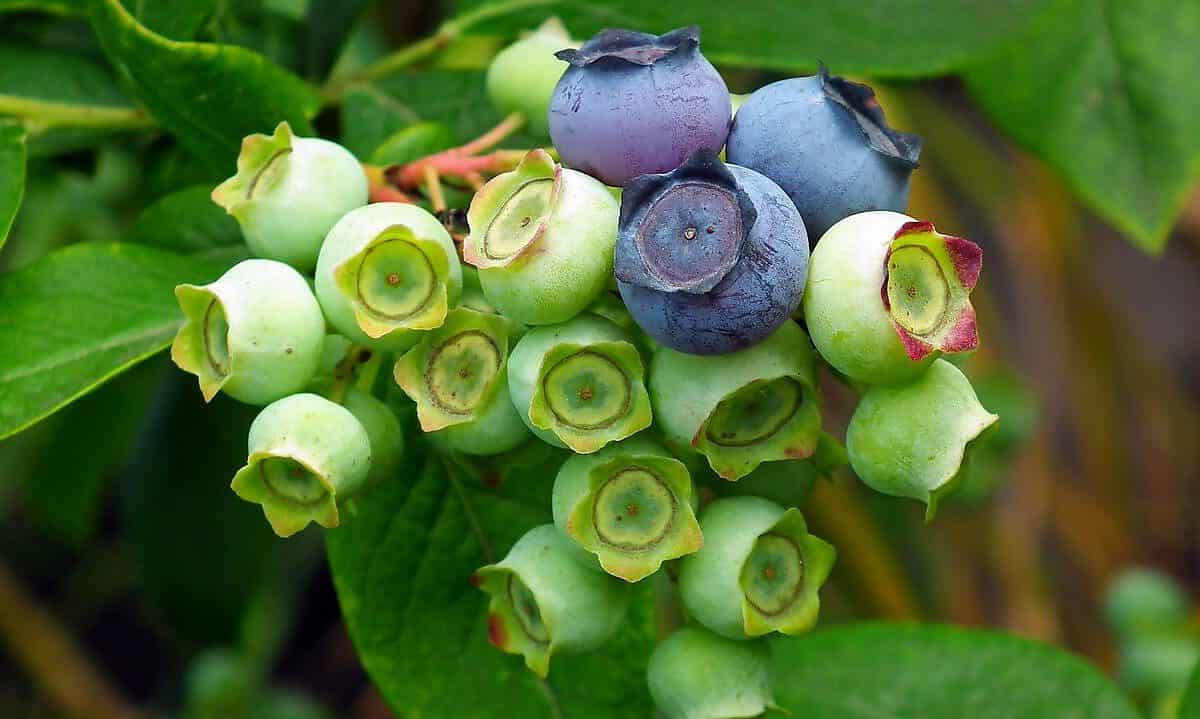 blueberry, fruit, nature-4799812.jpg
