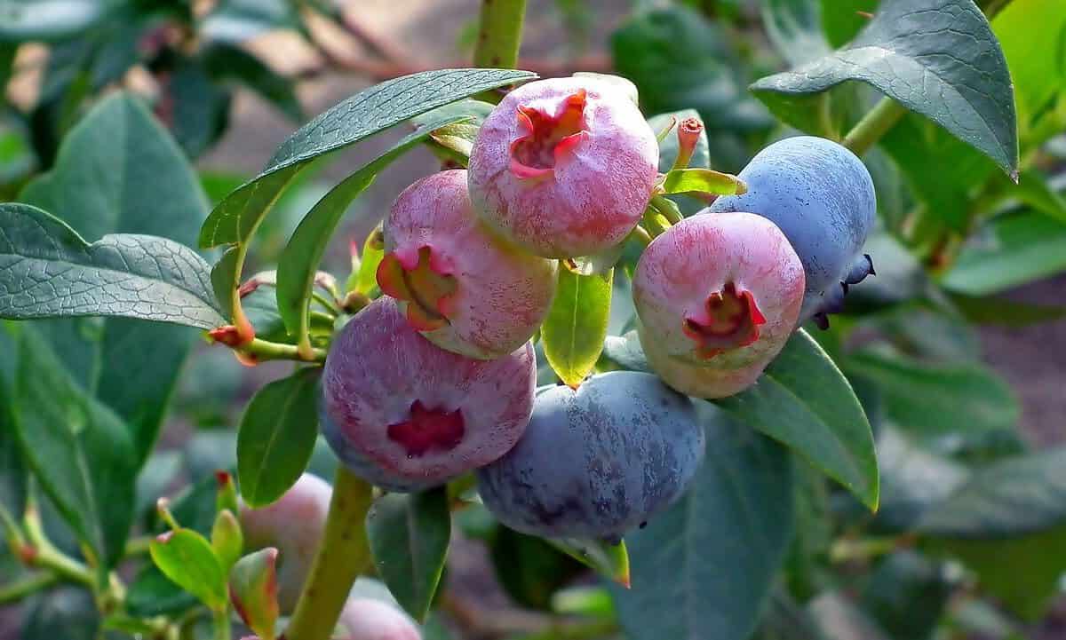 blueberry, fruit, summer-4877590.jpg