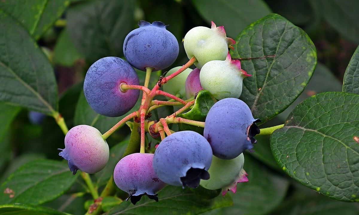 fruit, blueberry, blue fruit-3479711.jpg