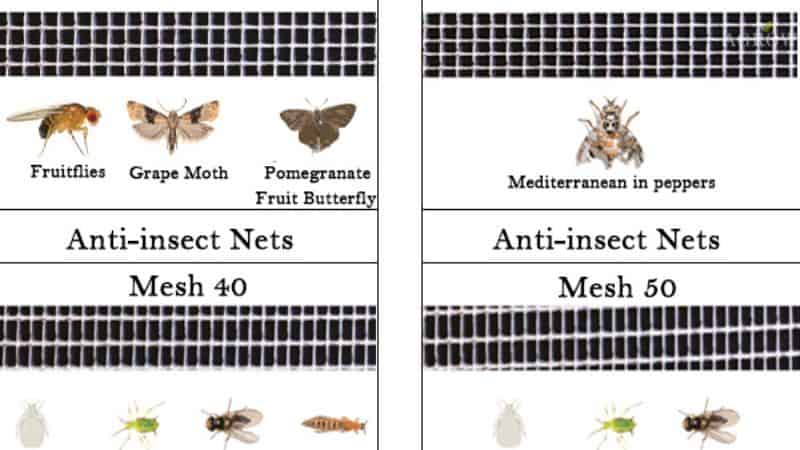 escolha a rede de insetos por pragas