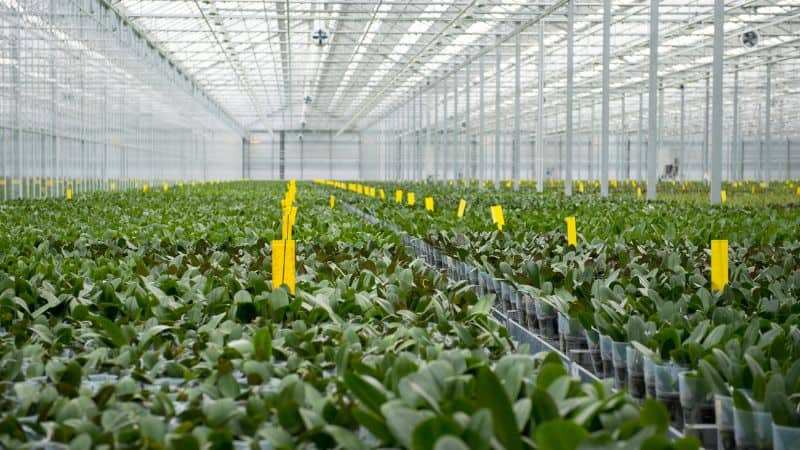 shade cloth, vegetable 