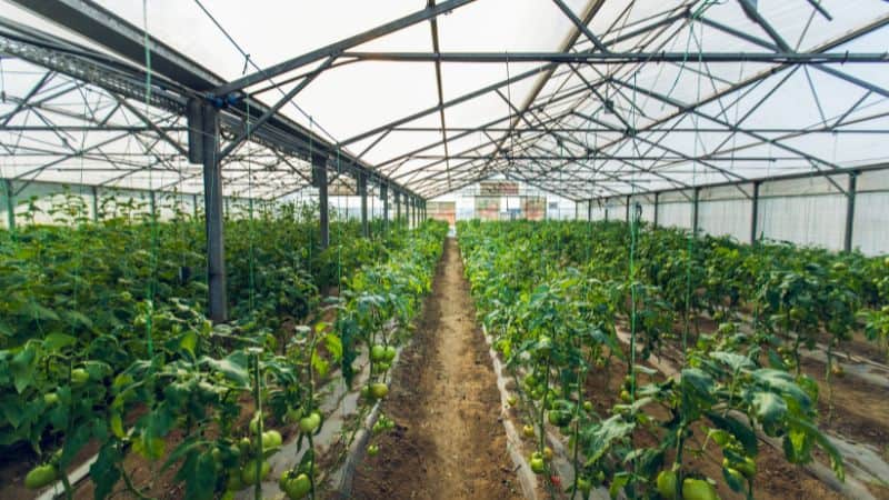 shade netting