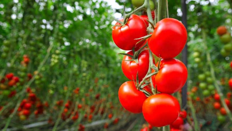 shade cloth tomatoes