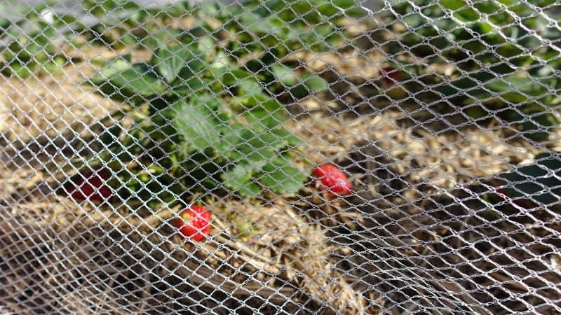 Bird netting for strawberries