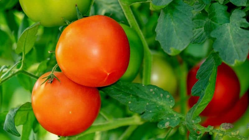 Bird netting for tomato plants