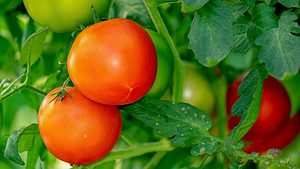 Vogelnet voor tomaat