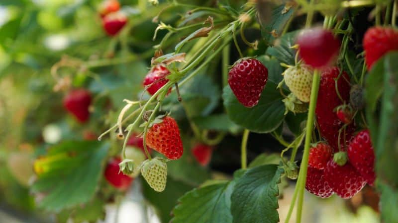 Bird netting for strawberries