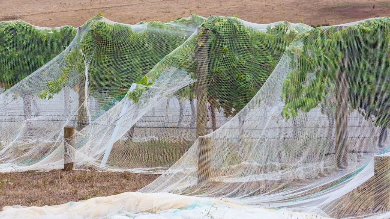 Bird netting for grapes