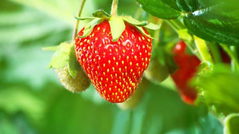 Bird netting for strawberries