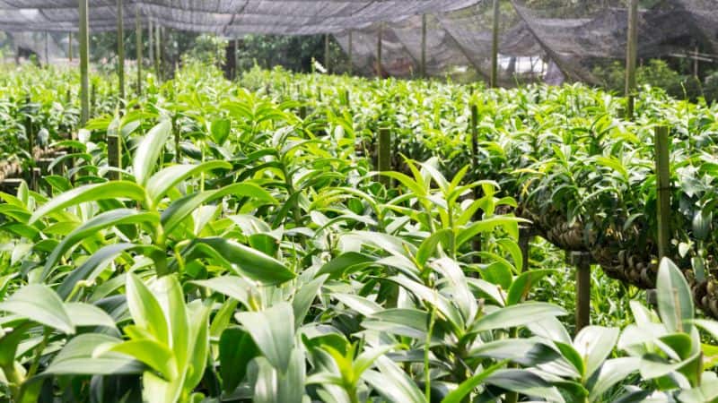 Shade Net for Nursery