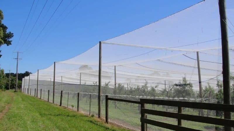bird netting installation canopy