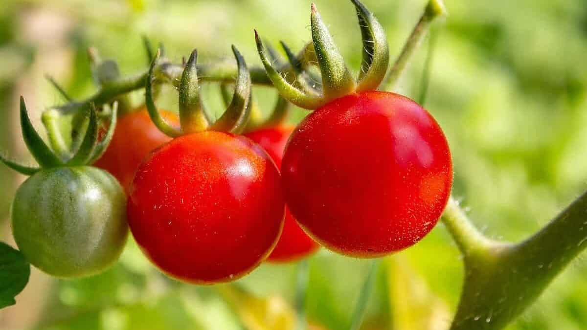 Bird netting for tomato plants