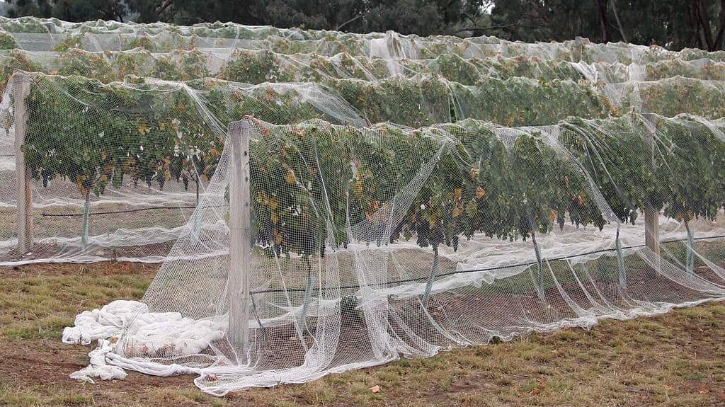 drape bird netting on grapes