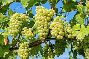 druiven, wijnstokken, grapevine-2656259.jpg