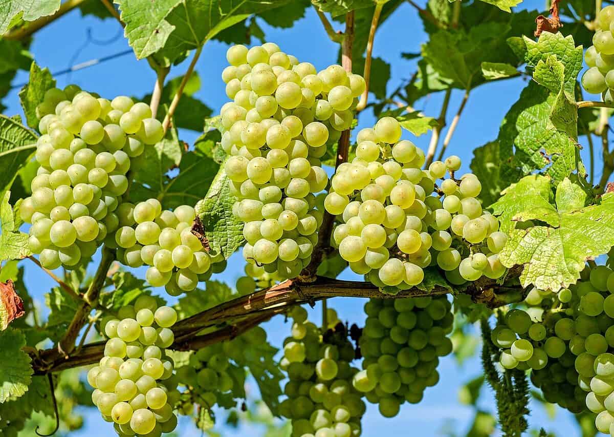 grapes, vines, grapevine-2656259.jpg