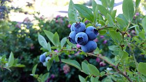 rubel blueberry, blueberry, fruit-2918485.jpg