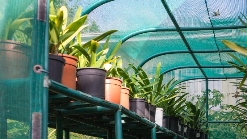 shade cloth for plant 800x450 1