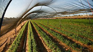 shade cloth for plant