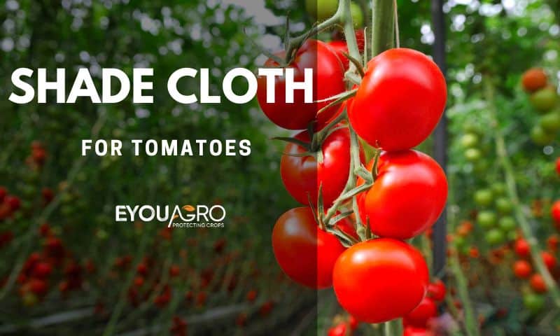 shade cloth for tomato (1)