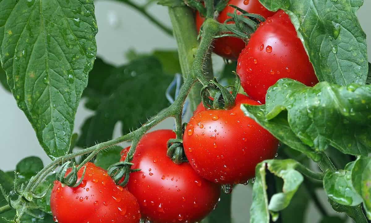 Bird netting for tomato plants