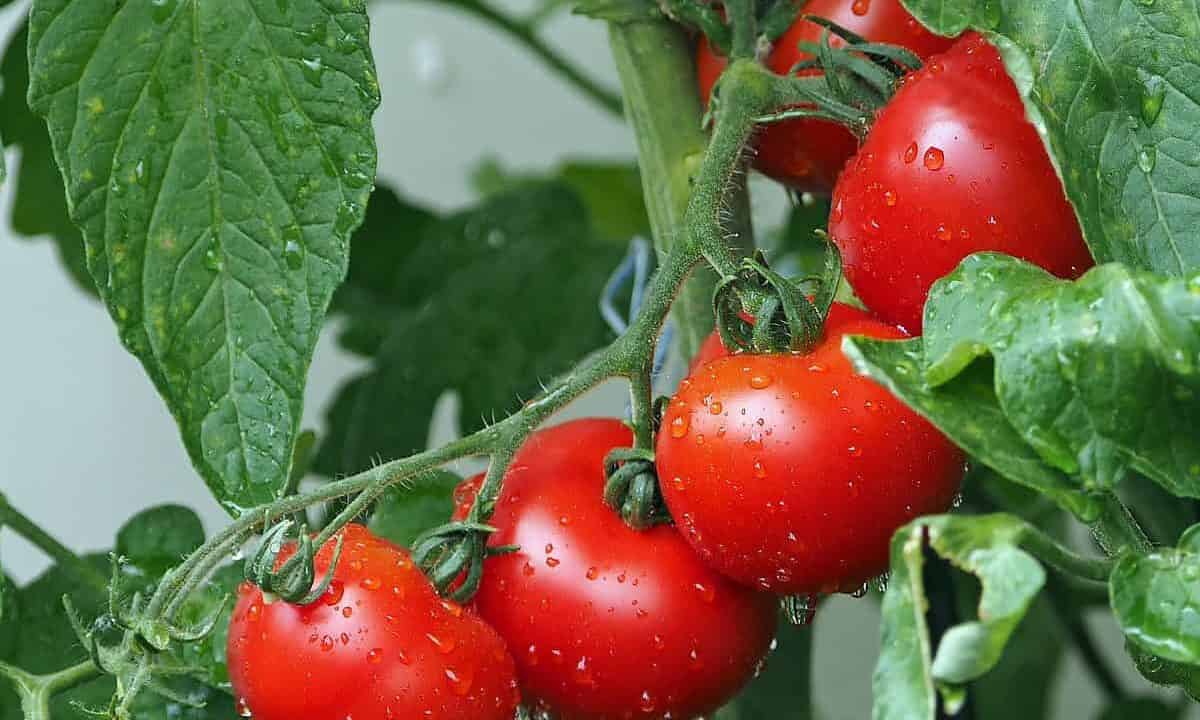 tomatoes, vines, water droplets-1561565.jpg