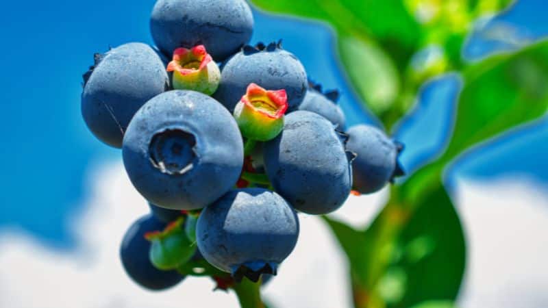 blueberry
