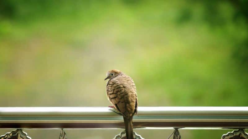 Bird Netting for Balcony