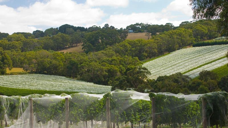 Bird netting for vineyard