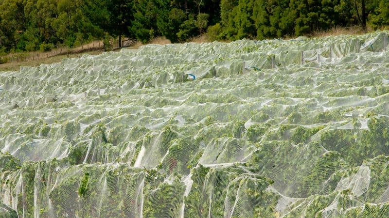Bird netting for vineyard
