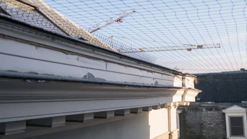 بناء شباك الطيور