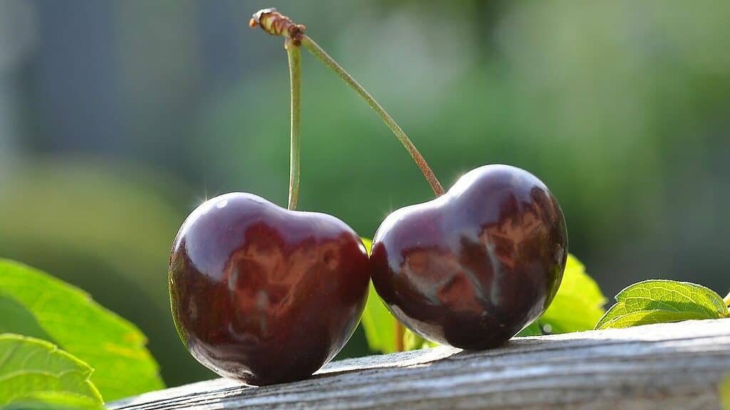 cherry, few, fruit-1566779.jpg