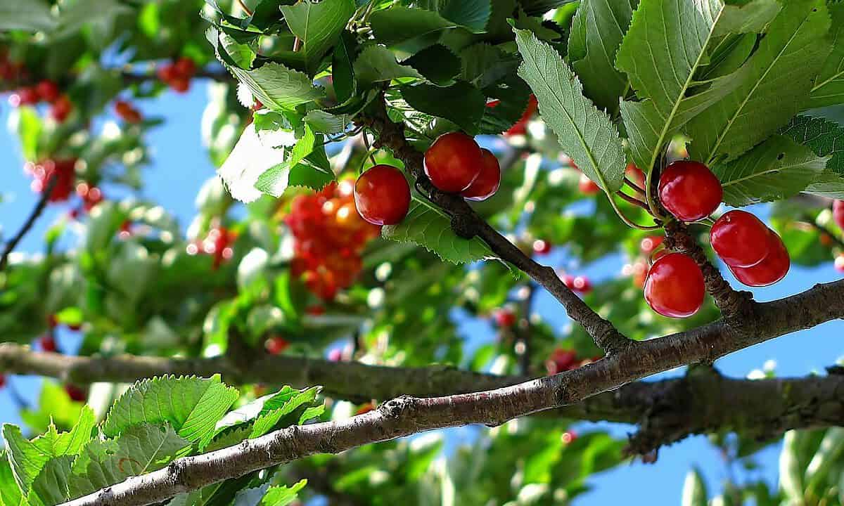 cherry, fruit, tree-212601.jpg