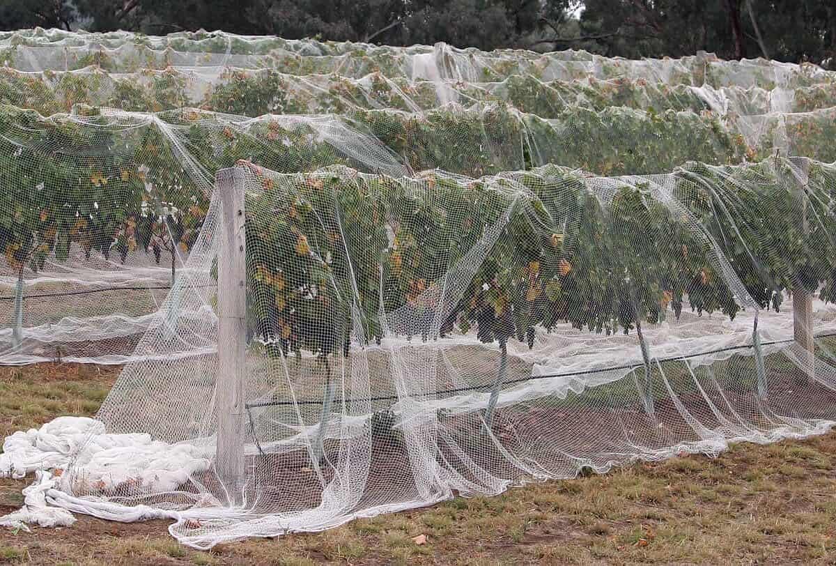 drape bird netting on grapes