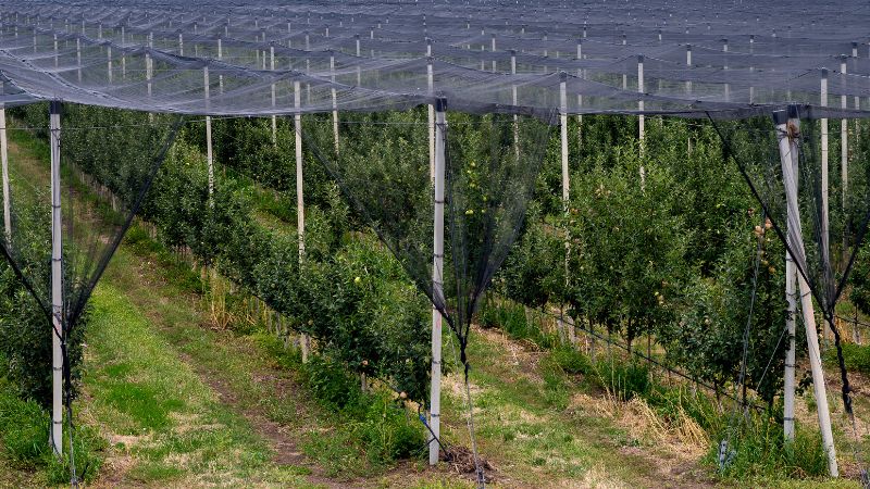 Hail netting for orchard