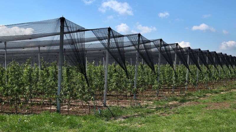 Hail netting for orchard