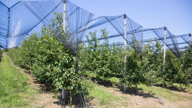 Hail netting for vineyards