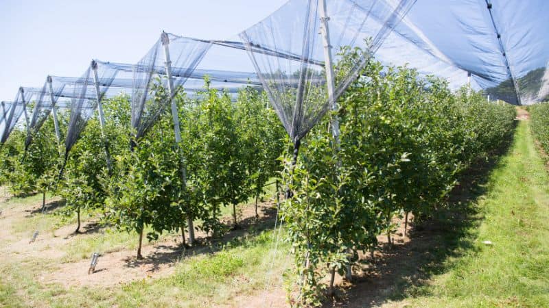 Hail-proof fruit netting