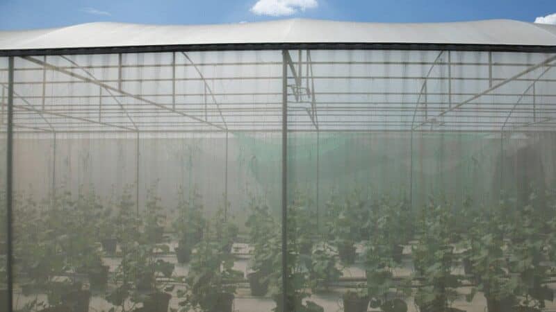 Insect netting for greenhouse