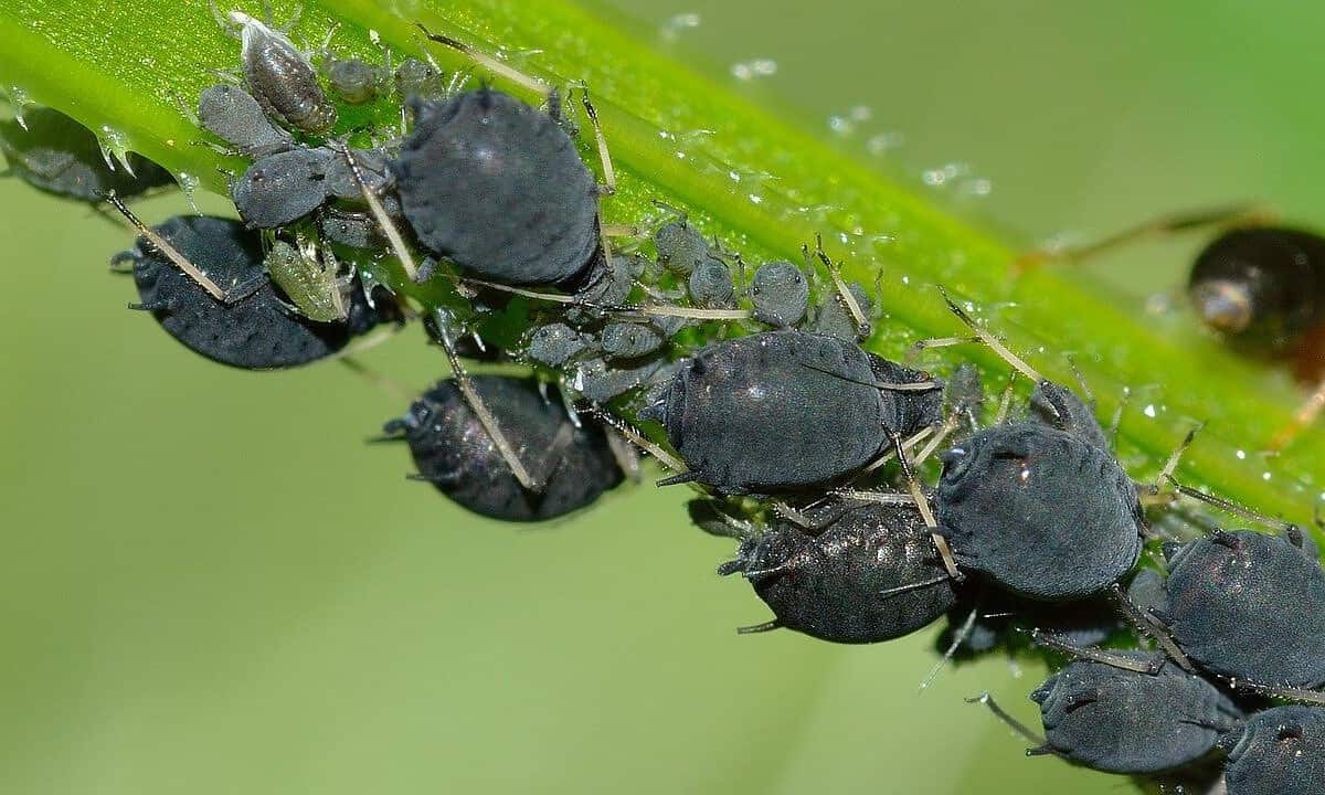 aphids, aphis, fabae-756838.jpg