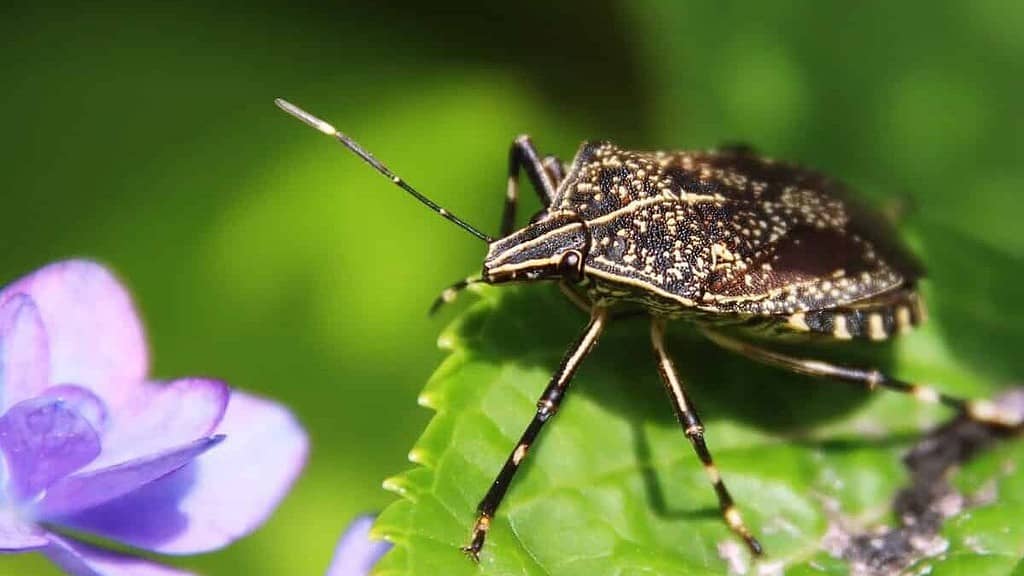 Bug Netting for Plants & How To Use It | EyouAgro